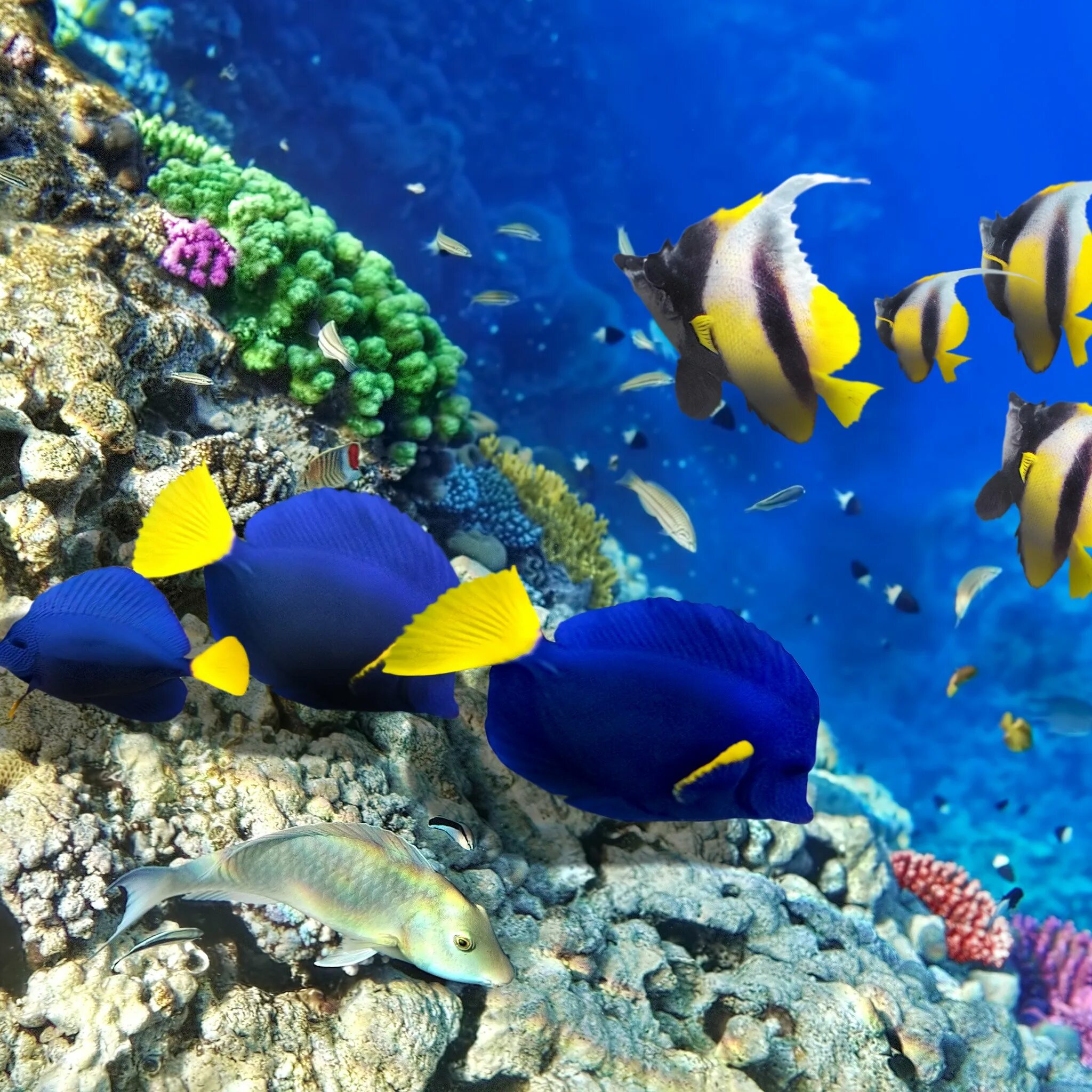 Коралловые рифы фиджи. Рифовые рыбки египта. Морское видео. Медуза (биология). Морское видео.