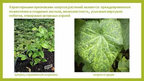 Хлороз растений причины