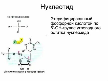 Нуклеотид комплекс