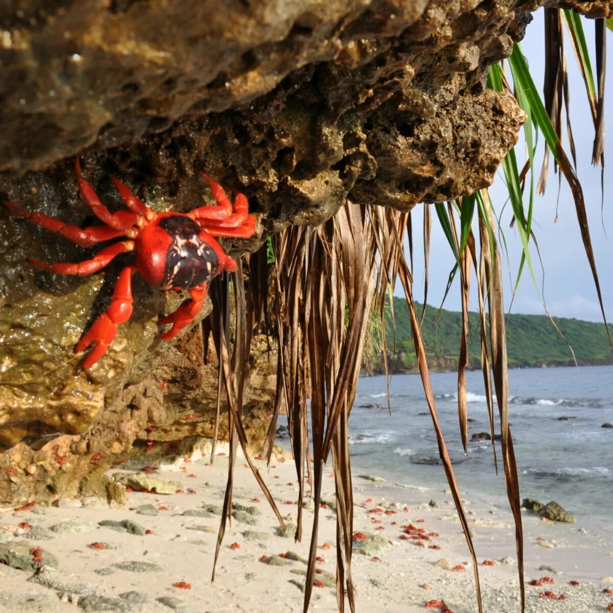 Красный мангровый краб миграция. Красный краб индийский океан. Остров пауков Айтолико. Айтолико Греция остров паук. Spider island