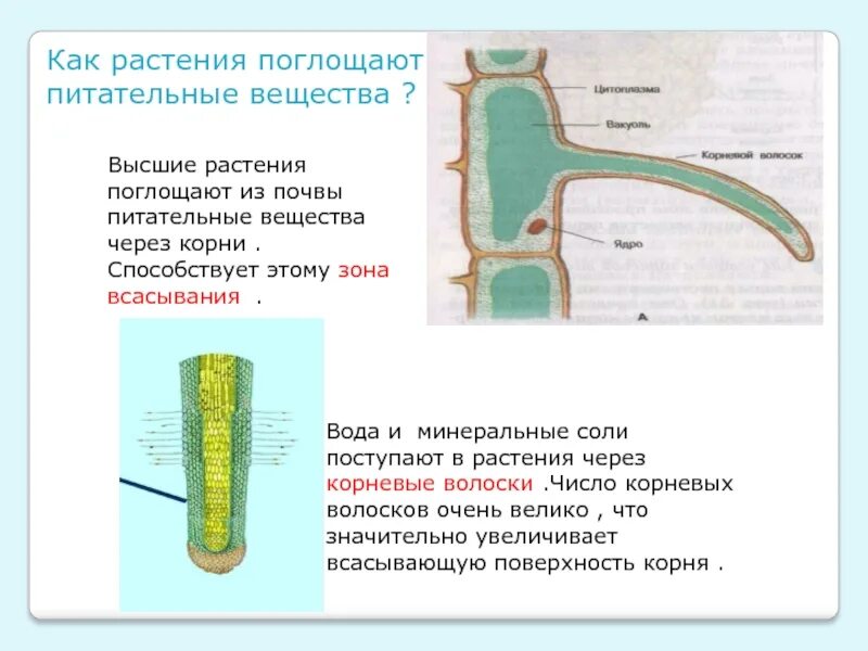 Какие растения поглощают питательные вещества 6 класс биология. Как растения поглощают питательные вещества биология 6 класс. Схема поглощения веществ поглощенных корневыми волосками. Как растения поглощают воду и питательные вещества из почвы?. Проводящие элементы воды и минеральных солей