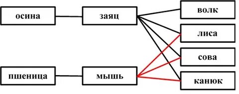Начертите пищевую схему волка и зайца