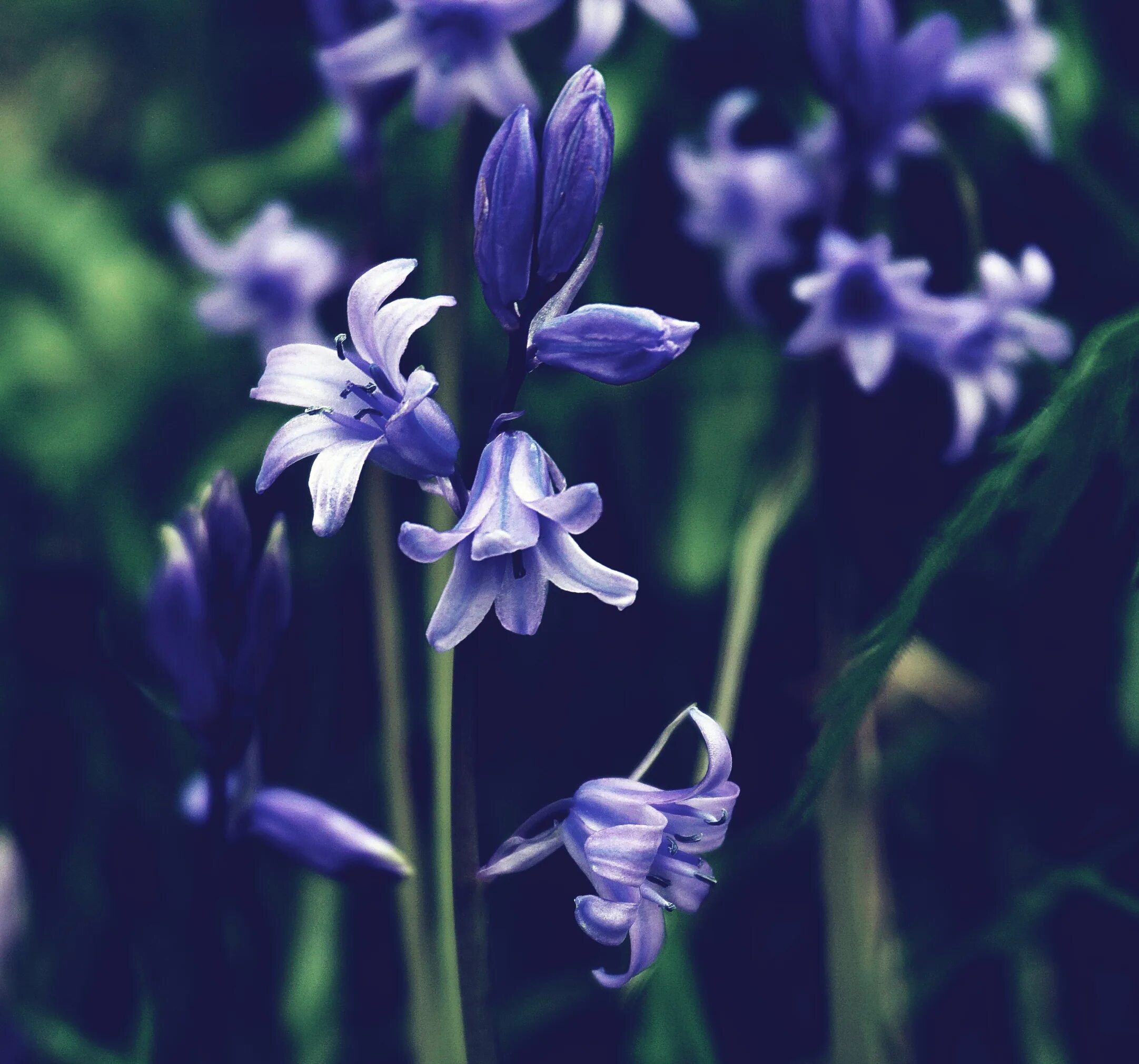 Весенний цветок колокольчиком. Весенние цветы колокольчики. Колокольчик голубой. Подснежники на зеленом фоне. Цветы, цветущие весной колокольчиками.