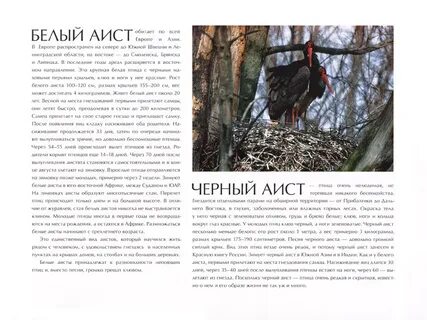 Черный аист лесной отшельник