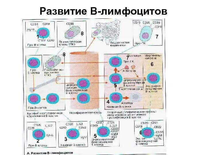 Образование лимфоцитов схема. Стадии развития лимфоцитов. Стадии созревания лимфоцитов. B лимфоциты схема. Характеристика в лимфоцитов