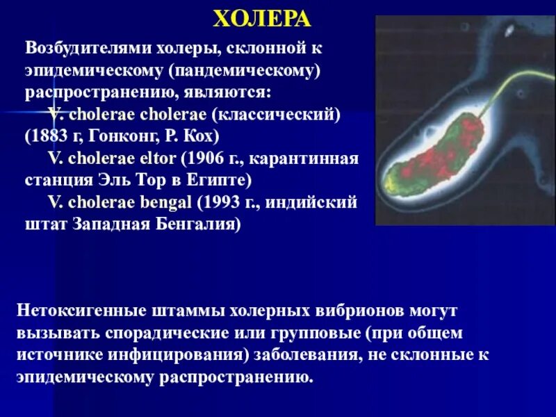 Организм трутовик окаймленный холерный вибрион. Холера микробиология. Холера возбудитель симптомы профилактика. Возбудитель холеры является.