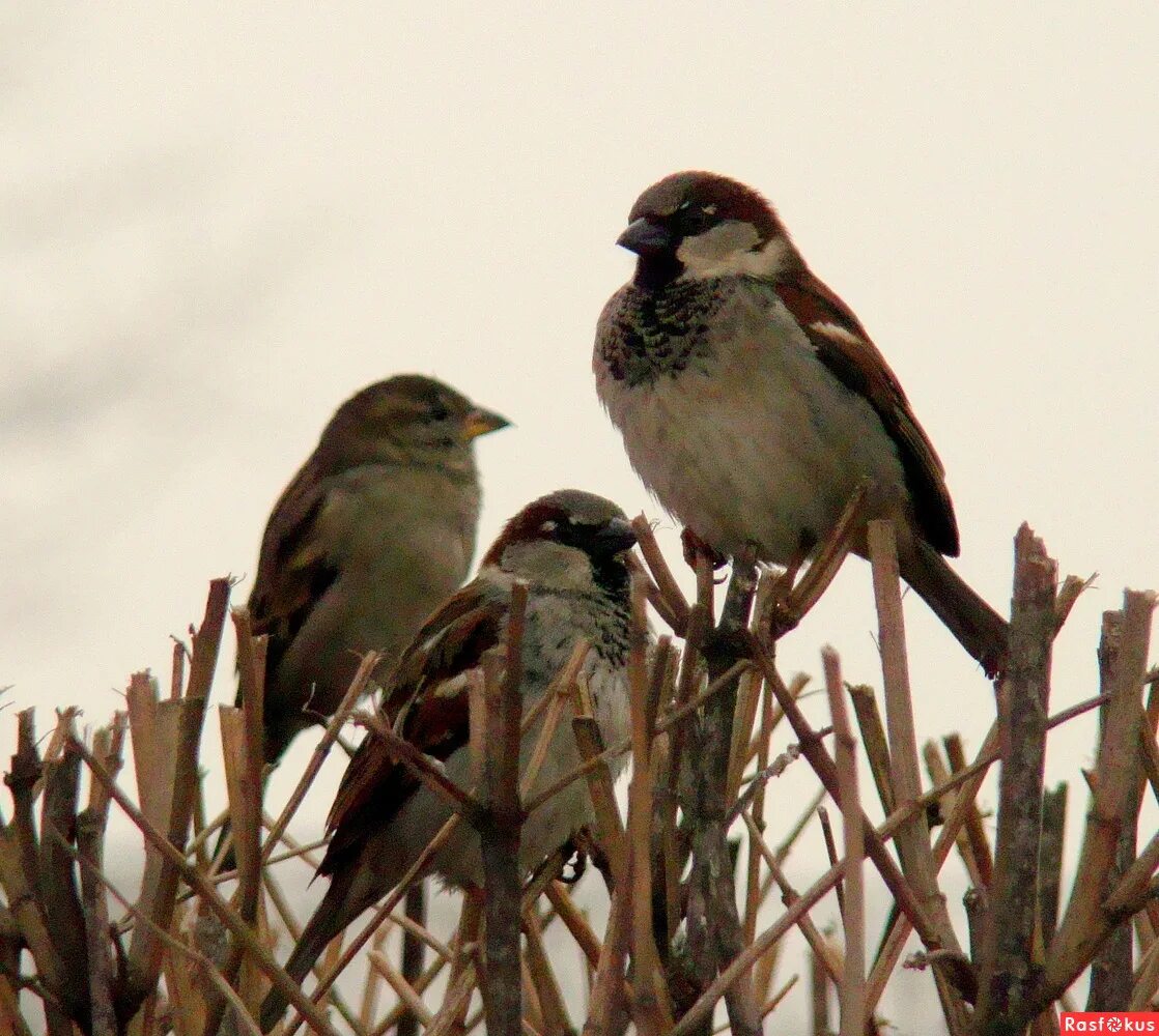 Где зимуют воробьи. Воробей презентация. Как живет воробьев. Как живут воробьи. Гнездо воробья в городе.