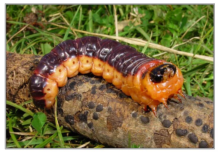 жук проволочник. личинки червячки мелкие темные. серая гусеница. Galleria mellonella гусеница. черви гусеницы.