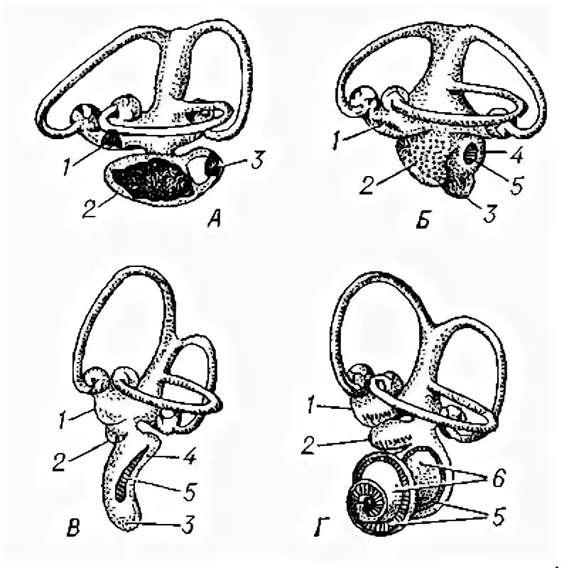 Строение внутреннего уха птиц. Строение слухового аппарата птиц. Слуховой аппарат птиц. Орган слуха у птиц. Орган слуха у рыб ухо