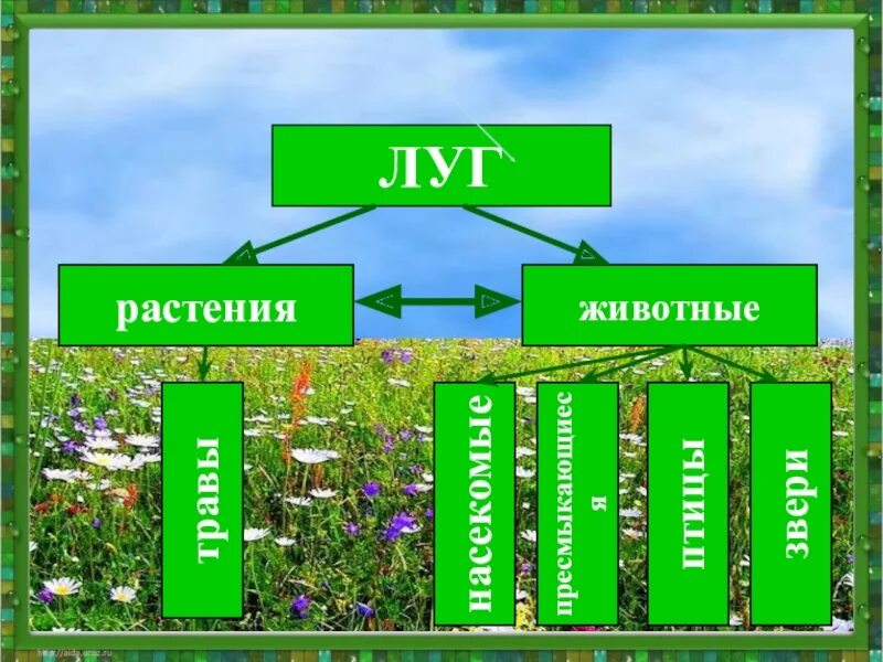 Тема жизнь растений. Растения. Иживотное. Луга. Луг животные и растения. Обитатели Луга растения. Ярусы растений на лугу.