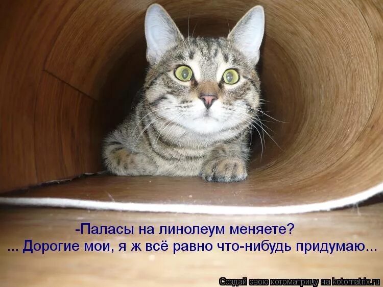 Запусти какую нибудь интересную. Шутки про линолеум. линолеум прикол. что нибудь интересное картинки. кот на линолеуме.