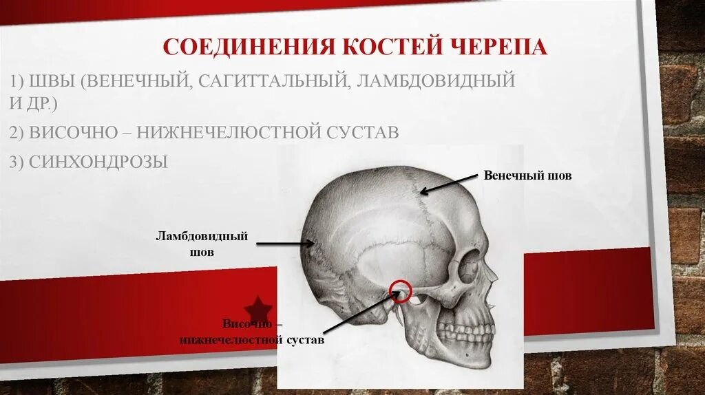 Венечный Сагиттальный и ламбдовидный швы черепа. Соединение костей черепа. Соединение костей черепа швы. Суставы костей черепа.