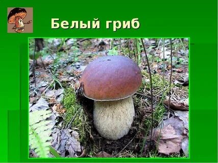 Белый гриб биология