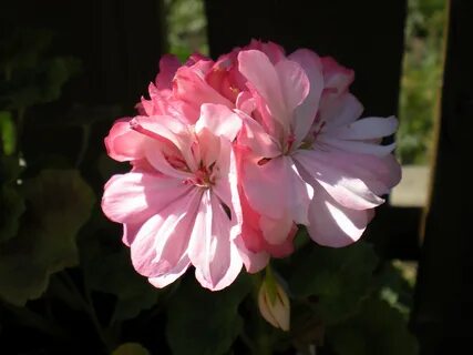 Пеларгония rose
