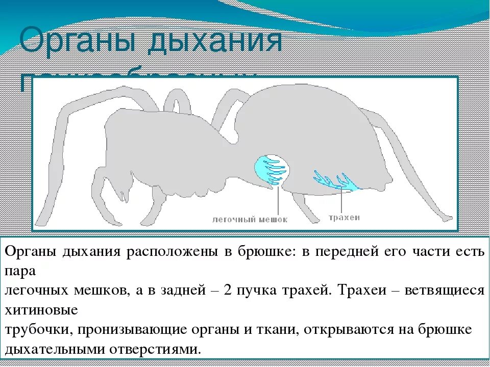 Дыхание паукообразных трахейно легочное. Дыхательная система паукообразных. дыхательная система паука. класс паукообразные дыхательная система. дыхательная система паука крестовика.