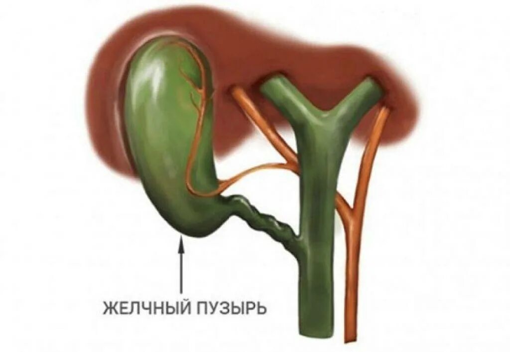 Здоровый желчный пузырь