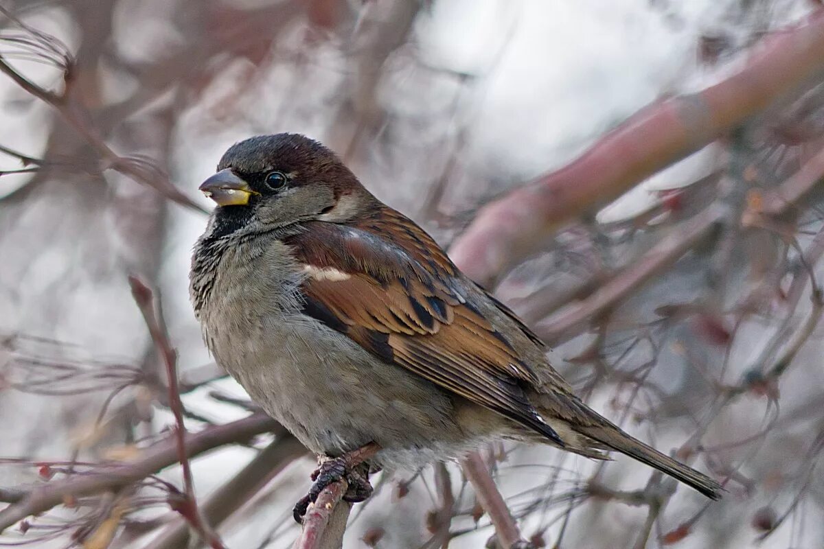 воробей осень. птицы осенью. птицы осенью. осенние птицы. птицы в листве.