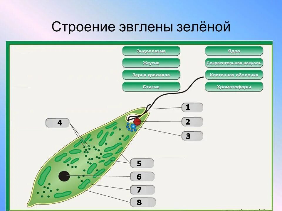 Строение инфузории эвглены зеленой. Органоиды эвглены зеленой. Строение жгутиковые эвглена зеленая. Строение жгутика эвглены зеленой.