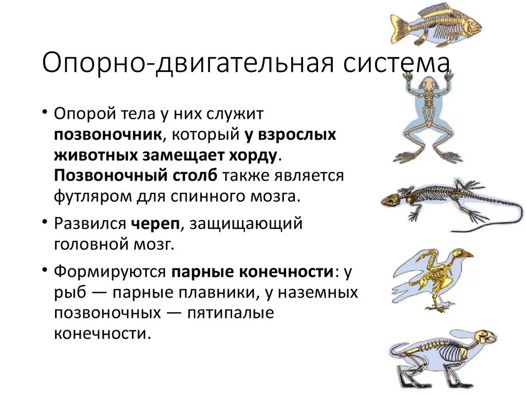 Своеобразный способ передвижения ящерицы. Опорно-двигательная система хордовых животных. Эволюционные изменения опорно двигательной системы животных. Эволюция опорно двигательной системы системы животных. Строение опорно двигательной системы позвоночных.