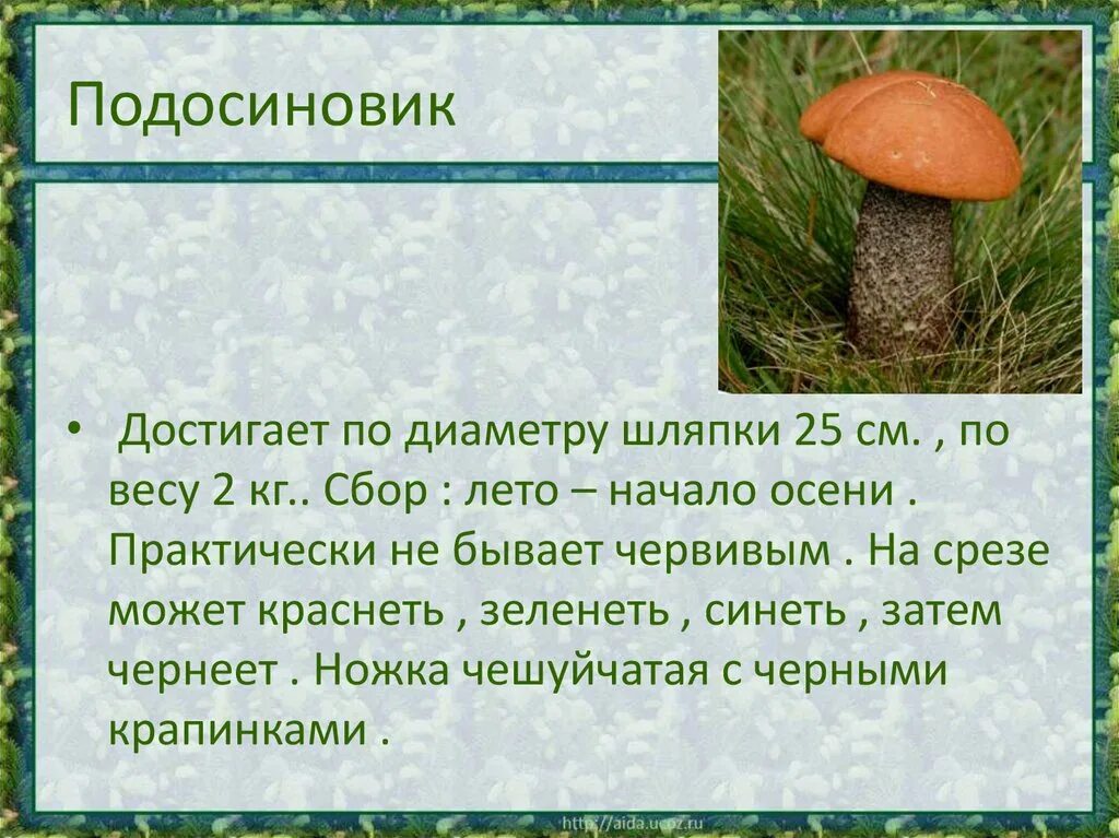Подосиновик темнеет. Подосиновик ядовитый гриб. подосиновик гриб шляпка. рассказ про подосиновик. сообщение о подосиновике.