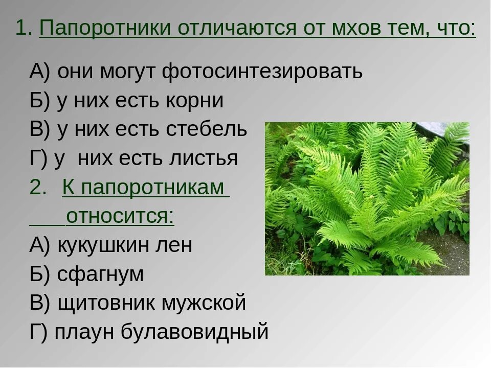 Три признака хвощей. Отличия мхов от папоротниковидных. Папоротник мхи плауны сфагнум. Различия мхов и папоротников. Отличие папоротников от мхов.