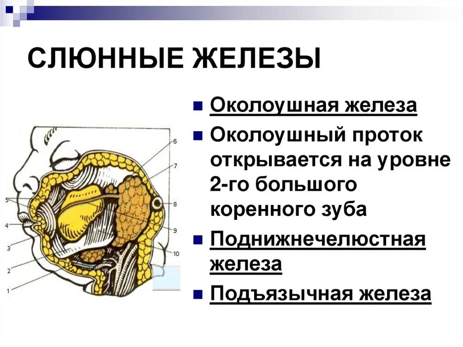 Протоки околоушной слюнной железы. Околоушная слюнная железа схема. Строение ротовой полости слюнные железы. Околоушная слюнная железа скелетотопия. Околоушная железа является железой