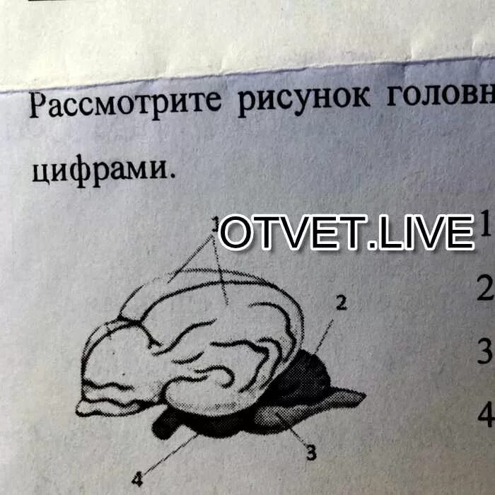 Укажите какой цифрой обозначена часть мозга млекопитающего. Части головного мозга млекопитающего. Части головного мозга лошади. Подпишите части головного мозга млекопитающего обозначающие цифрами. Рассмотрите рисунки подпишите части головного мозга млекопитающего.