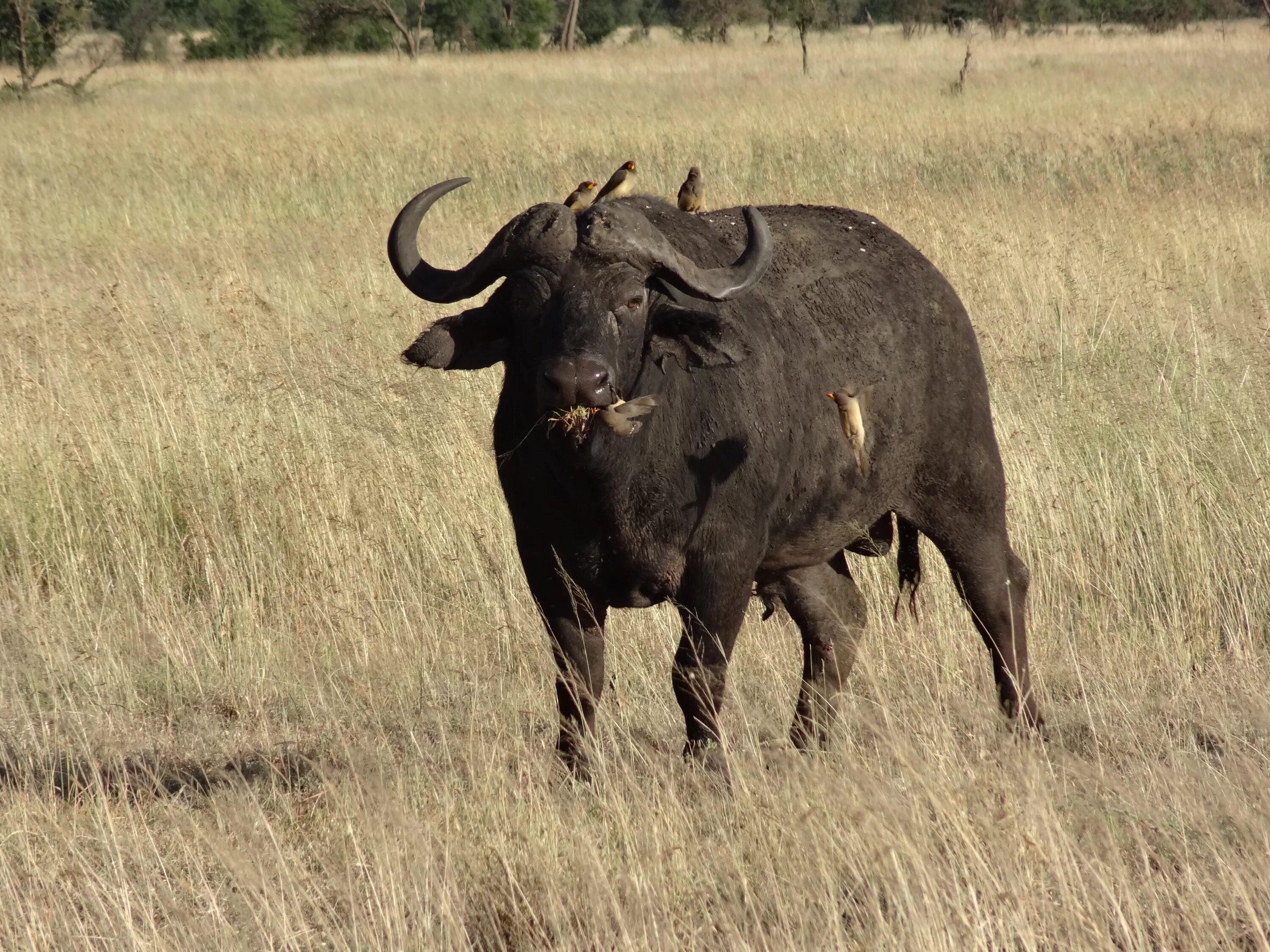 Дикий бык 5. Буйвол Буффало. Африканский буйвол. Buffalo Buffalo Buffalo Buffalo Buffalo Buffalo Buffalo Buffalo. Буффало бык бык.