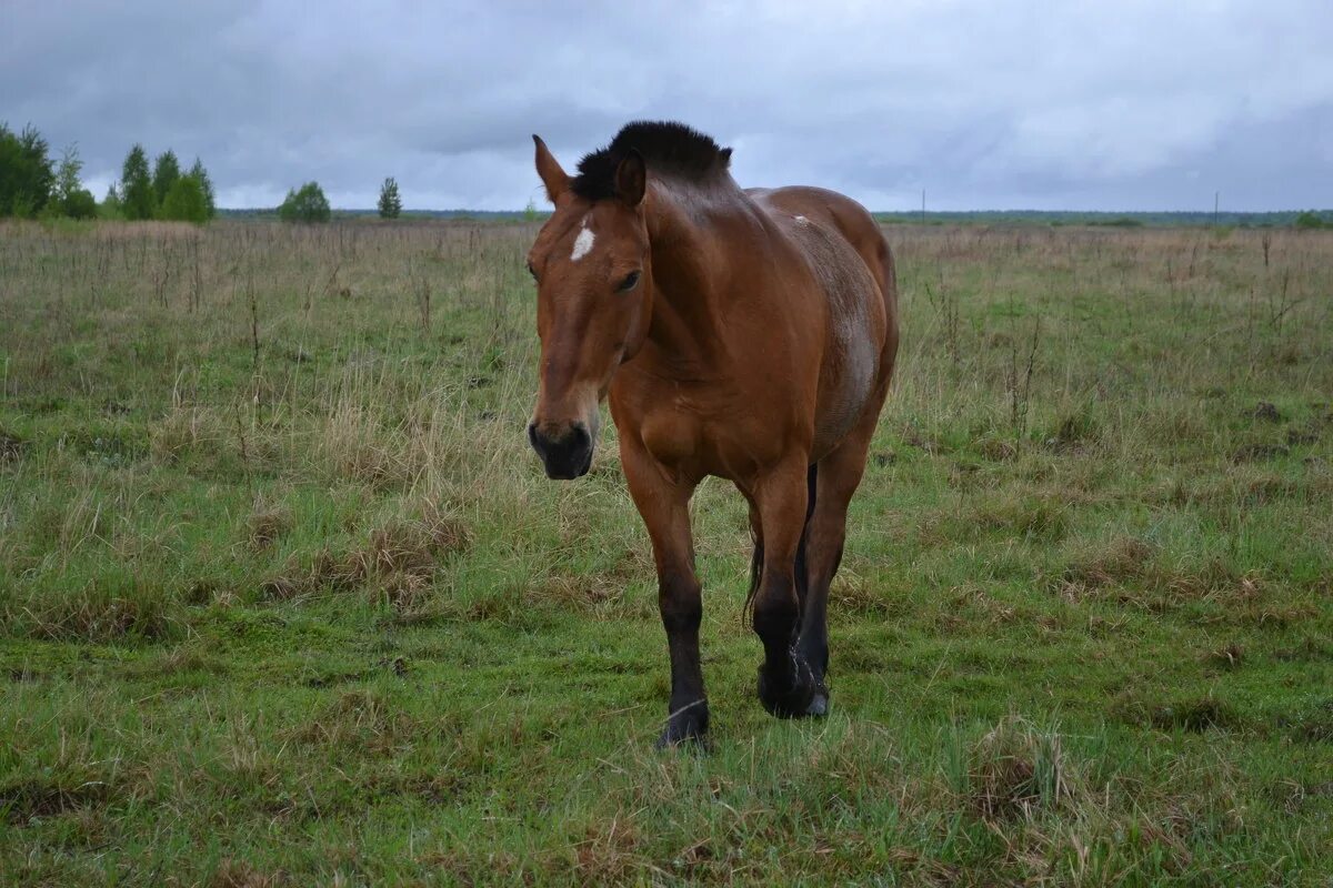 крымский кузнечик большой. насекомые в траве. крылья кузнечика. с. из какой породы пришли звездочки на лбу у лошадей.