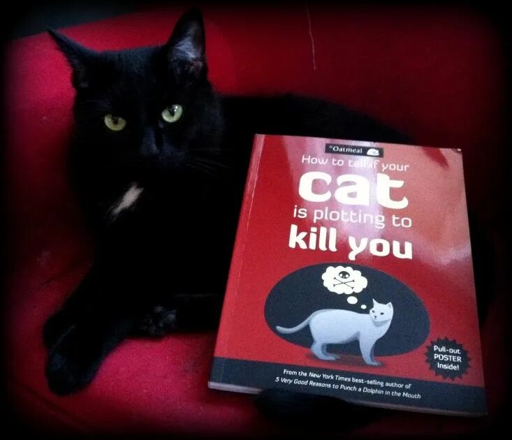 How to tell if your Cat is plotting to Kill you. Cat is plotting to Kill you. How to tell if your Cat is plotting. Your_Cat. This your cat