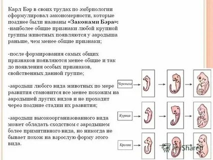Черты сходства зародышей человека и зародыша свиньи