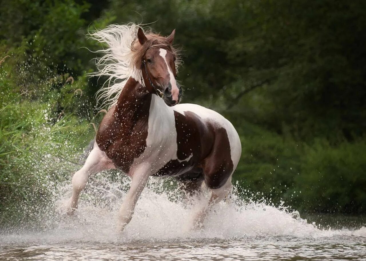 Убегающий конь. Красивые лошади. Лошадь бежит. Лошадь бежит по воде. Лошадь скачет.