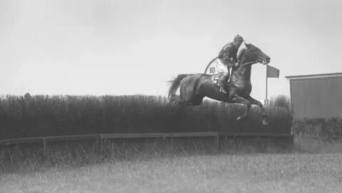 The horse won the race