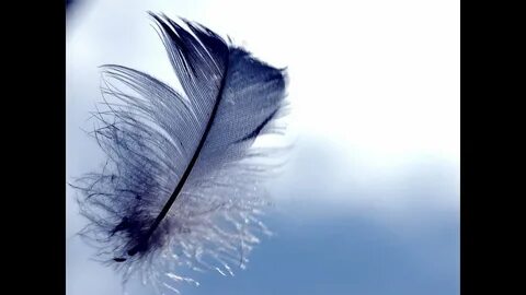 Feather