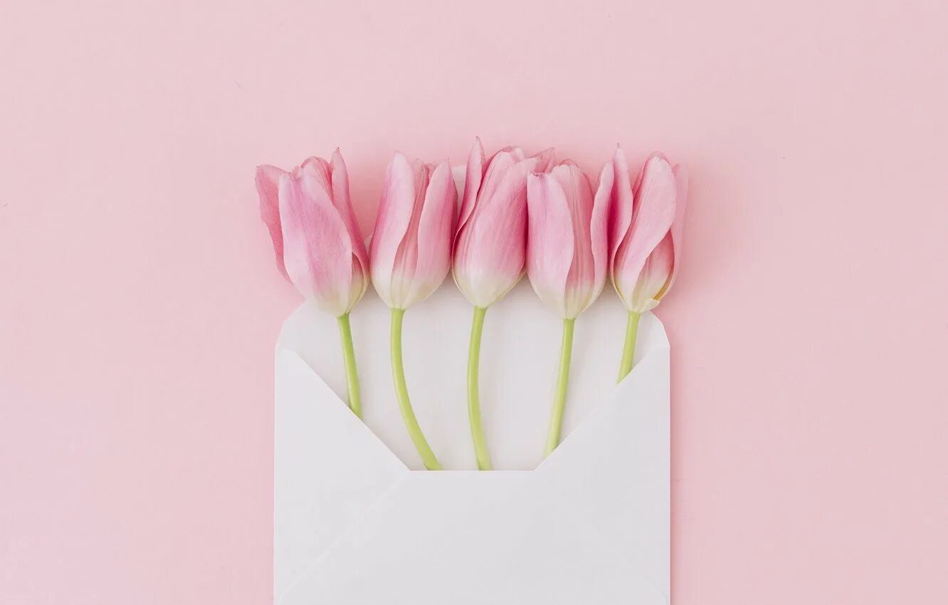 Тюльпаны минимализм. Розовые тюльпаны. Нежные тюльпаны. Тюльпаны на розовом фоне. Тюльпаны. Нежно-розовый.