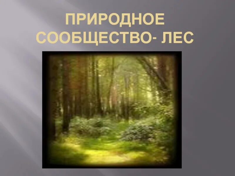 Природное сообщество леса составляют. Природное сообщество лес. Природное сообщество лес 3 класс. Природное сообщество лес презентация. Сообщение о природном сообществе лес.