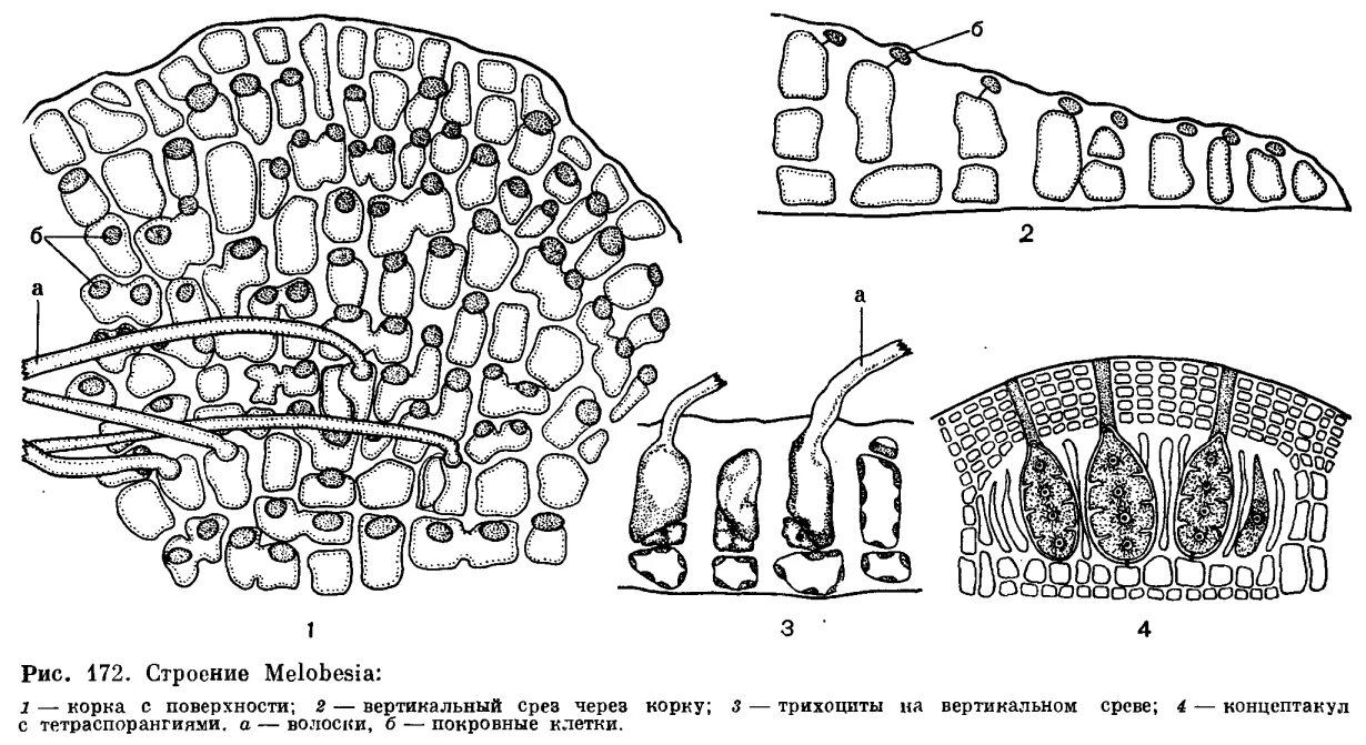 Красные водоросли клетки. Красные водоросли строение клетки. Строение таллома красных водорослей. Строение слоевища красных водорослей. Строение красные водоросли строение.