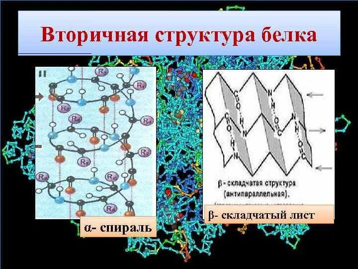 Что делают структурные белки. Вторичная структура белка бета. Вторичная структура белка листы. Строение вторичной структуры белка. Альфа спираль и бета складчатый слой.