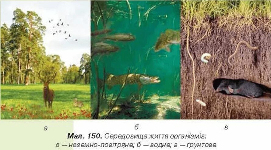 Воздушная среда обитания животных. Наземно повітряне та водне середовище життя. среды жизни фото. среда обитания суслика наземно воздушная?. ряска среда обитания наземно-воздушная водная.
