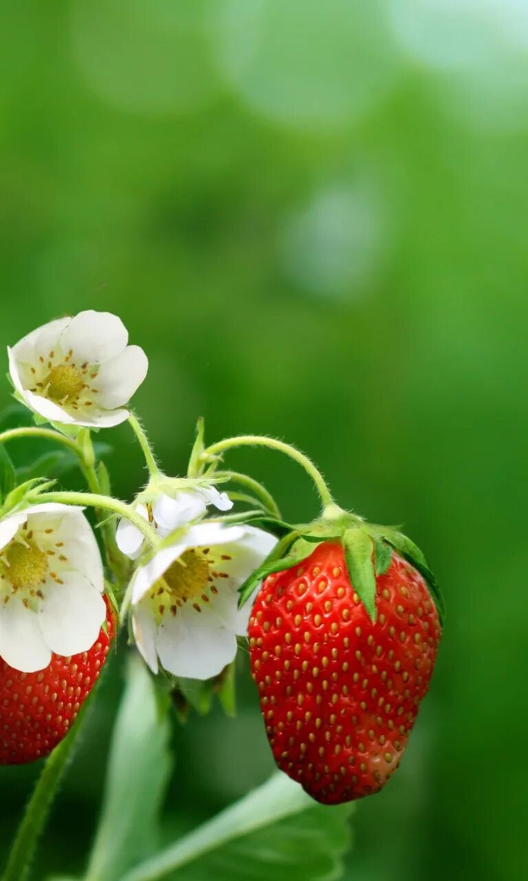 Strawberry flowers