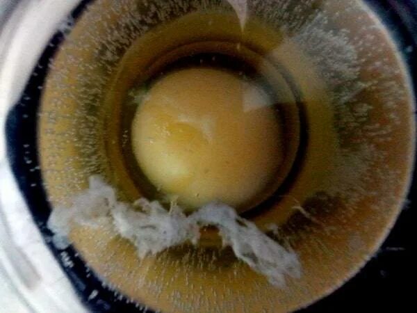 Яичный белок в пузырях. Яйцо при порче. Выкатка яйцом. Яйцо при порче. Яйцо после выкатывания.