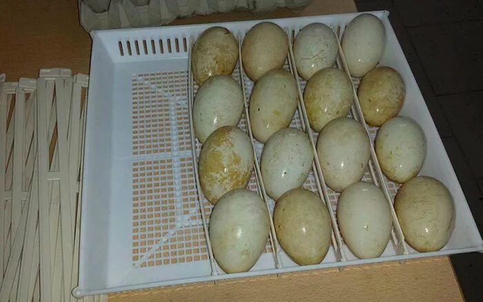 Сколько стоит десяток гусиных яиц. Гусиные яйца в инкубаторе. Инкубация гусиных яиц. Гусиное яйцо вареное. Размер гусиного яйца.