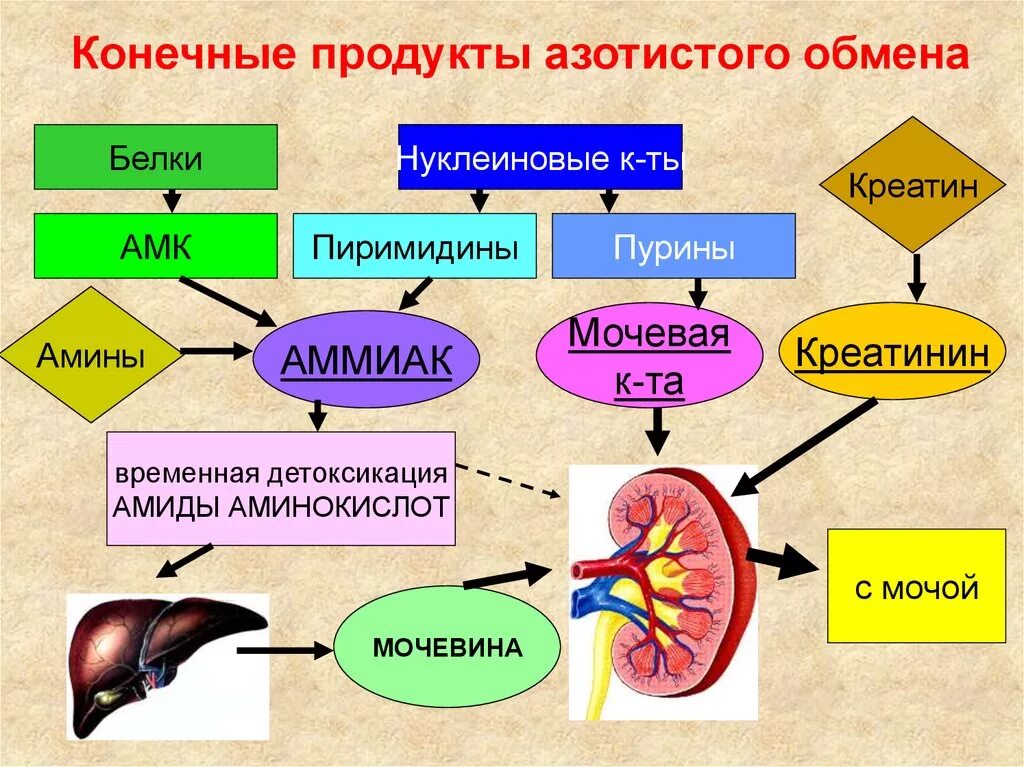 Конечные продукты обмена. Продукты ахотистого обеса. Конечные продукты азотистого обмена. Продукты белкового обмена. Распад органов