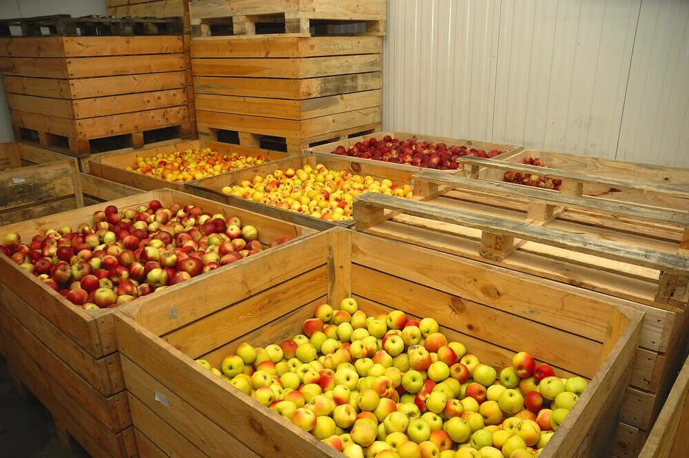 Длительное хранение фруктов. Хранилище для овощей и фруктов. Склад овощей. Хранение овощей и фруктов на складах. Хранилище яблок.