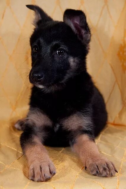 2ух месячный щенок немецкой овчарки. Щенок немецкой овчарки 9 месяцев. Вео овчарка 4 месяца. 5 месяца чепрачные. Щенки немецкой овчарки 1.