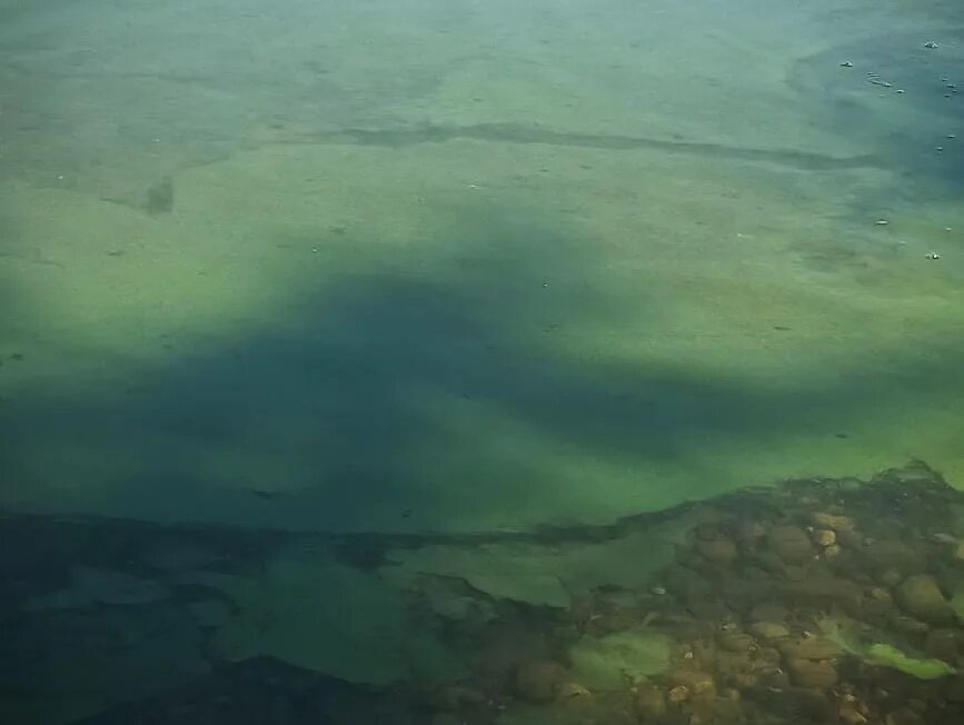 Ирикла вода в водохранилище. Сине зеленая вода. Зелёная вода водозранилище. Вода Ириклинского водохранилища.