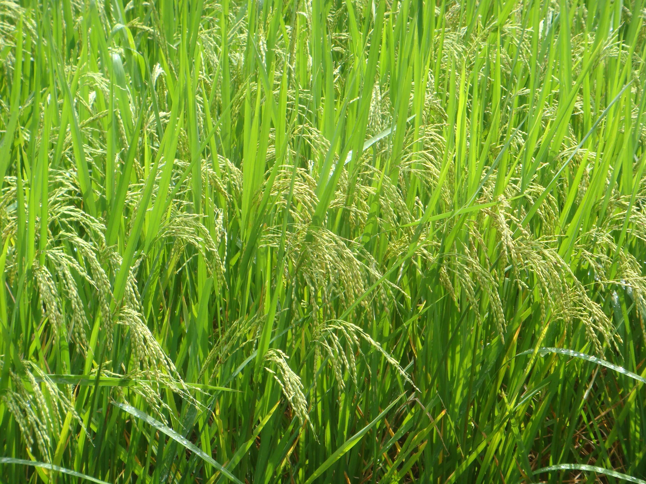 Злаки Мятликовые. Мятликовые (Poaceae). Злаковые Мятликовые растения. Семейство Мятликовые пшеница.