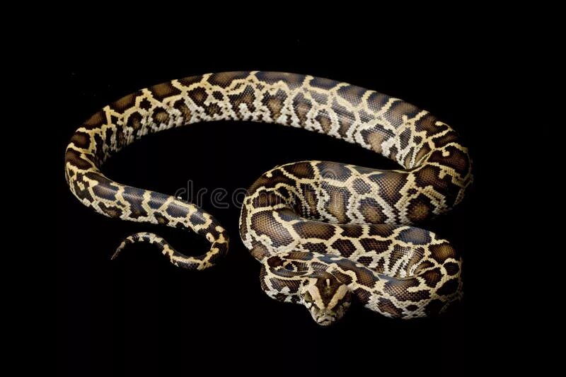 Python stock