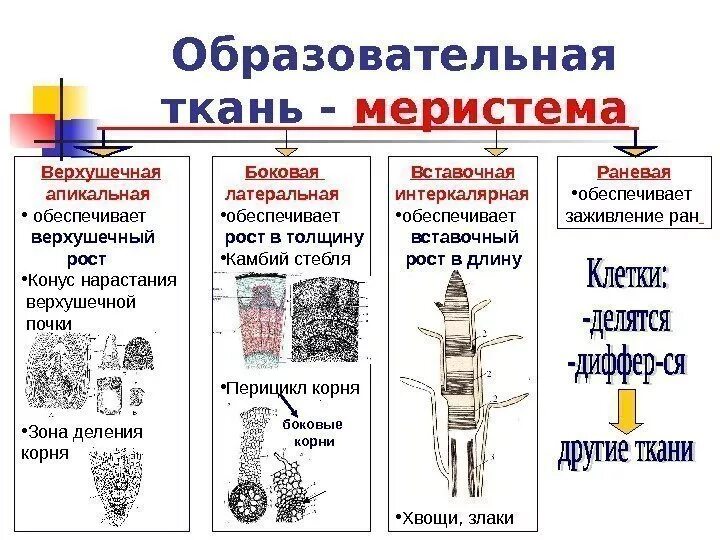 Меристематические ткани растений. Образовательные ткани меристемы. Вставочная образовательная ткань растений. Меристема строение ткани. Образовательная ткань меристема строение.