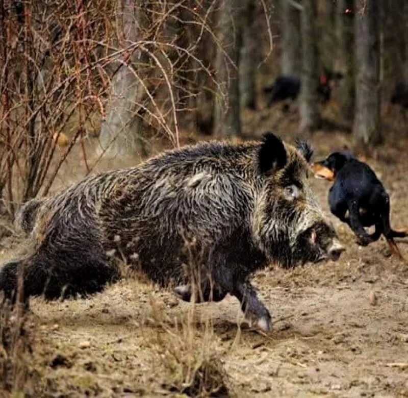 Тропы кабана. Охота на кабана сподхода. Дикий кабан секач охота. Кабану нужен. Самка дикого кабана.